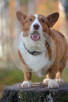 Red and white corgi in the autumn forest