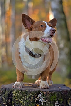 Red and white corgi in the autumn forest