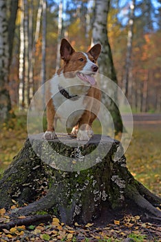 Red and white corgi in the autumn forest