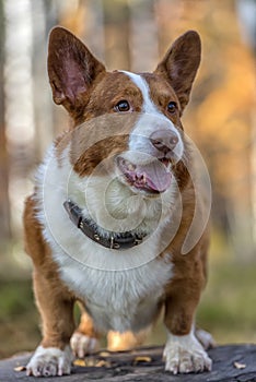 Red and white corgi in the autumn forest