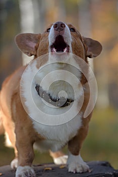 Red and white corgi in the autumn forest