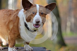 Red and white corgi in the autumn forest