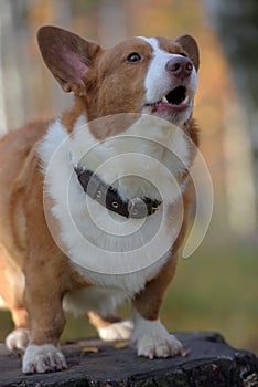 Red and white corgi in the autumn forest