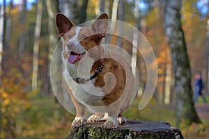 Red and white corgi in the autumn forest