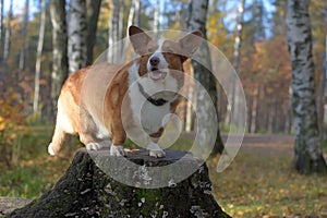 Red and white corgi in the autumn forest