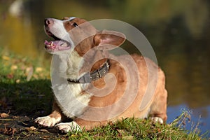 Red and white corgi barks