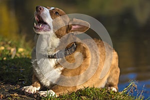 Red and white corgi barks