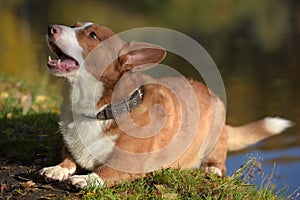Red and white corgi barks