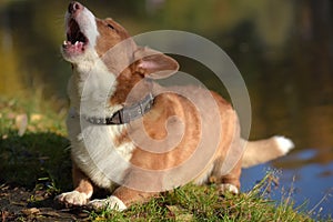 Red and white corgi barks