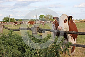 Red and white cow behind a wooden farm fence against a bright blue sky in summer sunny day