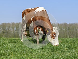 Red and white cow, with big full udders