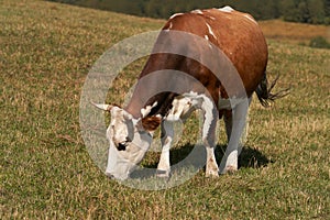 A red and white cow eating grass in a mountain pasture.