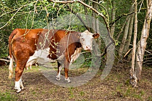 Red white cow in forest