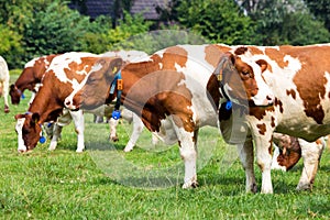 Red and white cow grazing farm cattle