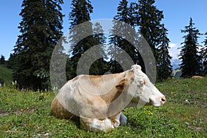 Red and white cow with long white eyelashes lying on alpine meadow in austrian alp with trees and mountains in background