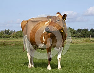 Red and white cow, in the Netherlands standing in a green pasture with a blue sky.