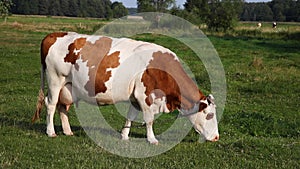 Red-white cow tied on a chain eats grass. colse up