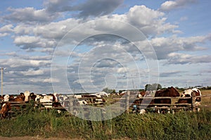 Red and white cow and white bull behind a wooden farm fence against a bright blue sky in summer sunny day