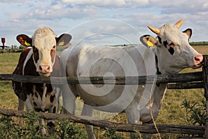 Red and white cow and white bull behind a wooden farm fence against a bright blue sky in summer sunny day