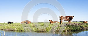 Red and white cows and calf in green grassy meadow near canal in holland