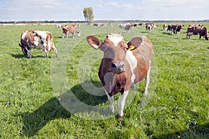 Red and white cows in dutch meadow under blue sky with clouds