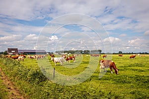 Red-and-white cows graze in the pasture at a modern farm