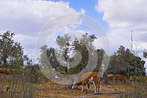 Red and white cows grazing in a grove near Kibbutz Even Yitzhak north Israel.