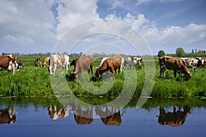 red and white cows in green grassy dutch meadow in the netherlands under blue sky with white clouds