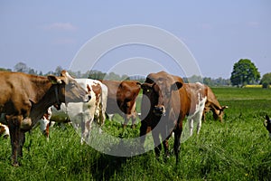 red and white cows in green grassy dutch meadow in the netherlands under blue sky with white clouds