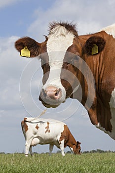 Red and white cows in green grassy dutch meadow under blue sky w