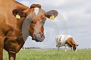 Red and white cows in green grassy dutch meadow under blue sky w