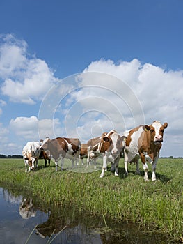 Red and white cows in green grassy dutch meadow under blue sky w