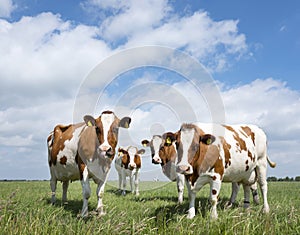Red and white cows in green grassy dutch meadow under blue sky w