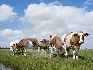 Red and white cows in green grassy dutch meadow under blue sky w