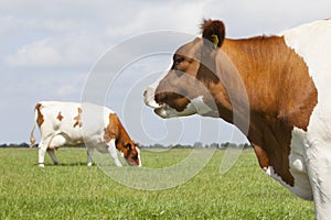 Red and white cows in green grassy dutch meadow under blue sky w