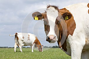 Red and white cows in green grassy dutch meadow under blue sky w