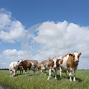 Red and white cows in green grassy dutch meadow under blue sky w