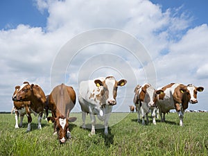 Red and white cows in green grassy dutch meadow under blue sky w