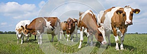 red and white cows in green grassy dutch meadow under blue sky with white clouds