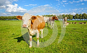 Red and white cows in a green meadow in summertime