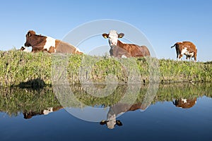 Red and white cows recline in green meadow with reflection in blue water of canal in the netherlands