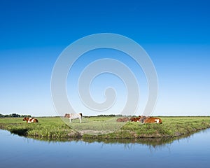 Red and white cows rest in green grassy meadow between water of canal and blue sky in holland