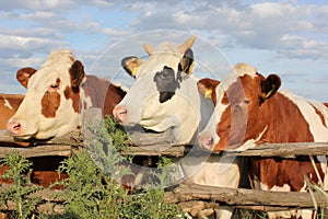 Red and white cows and white bull behind a wooden farm fence against a bright blue sky in summer sunny day