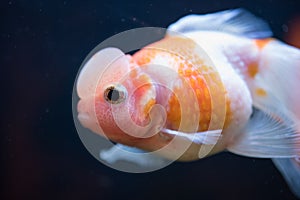 Red and White Crown Pearlscale Goldfish