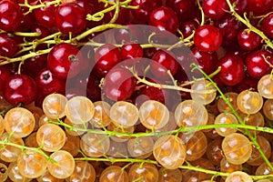 Red and white currant berries