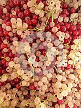 Red and white currants