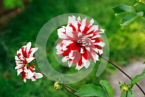 Red and white Dahlia