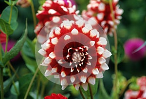 Red and white Dahlia