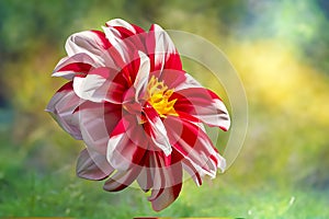 Red white dahlia bloom,generative art
