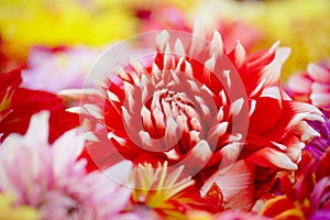 Red-White Dahlia Flower On Colorful Background
